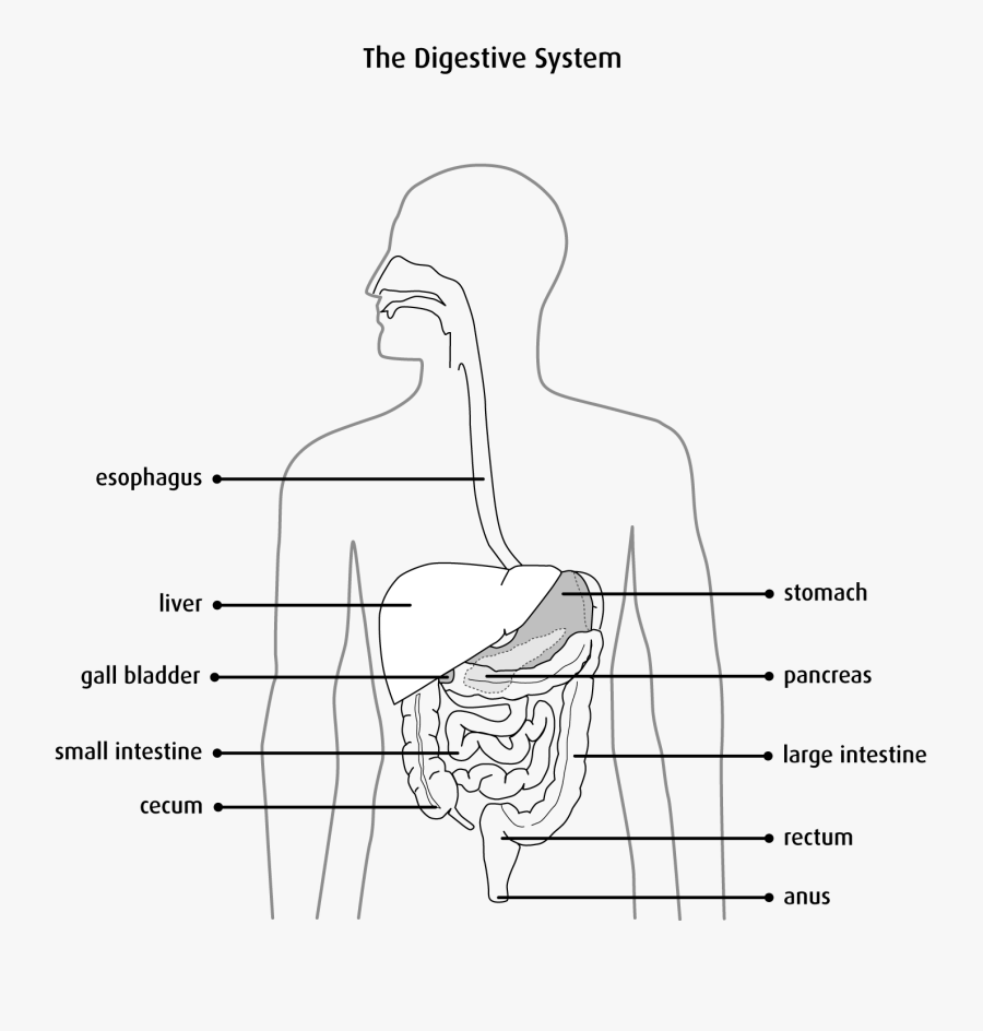 Liver Clipart Unlabeled - Sketch, Transparent Clipart