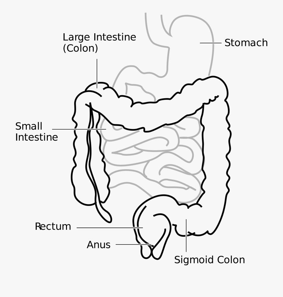 Pancreas Drawing Outline Huge Freebie Download For - Large Intestine And Small Intestine Diagram, Transparent Clipart