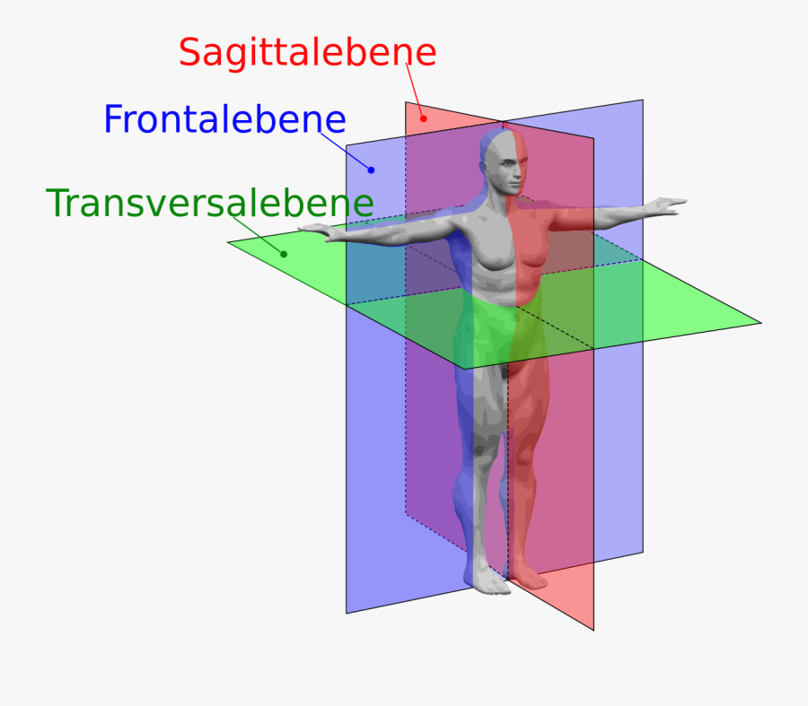 冠状 面 矢 状 面 横断 面, Transparent Clipart