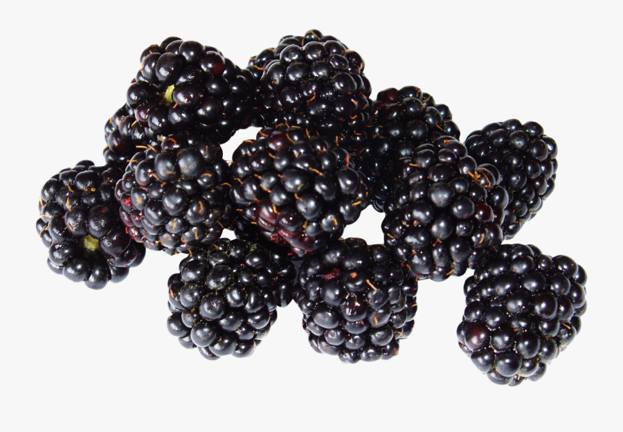 Blackberry Png - Black Raspberry Png, Transparent Clipart
