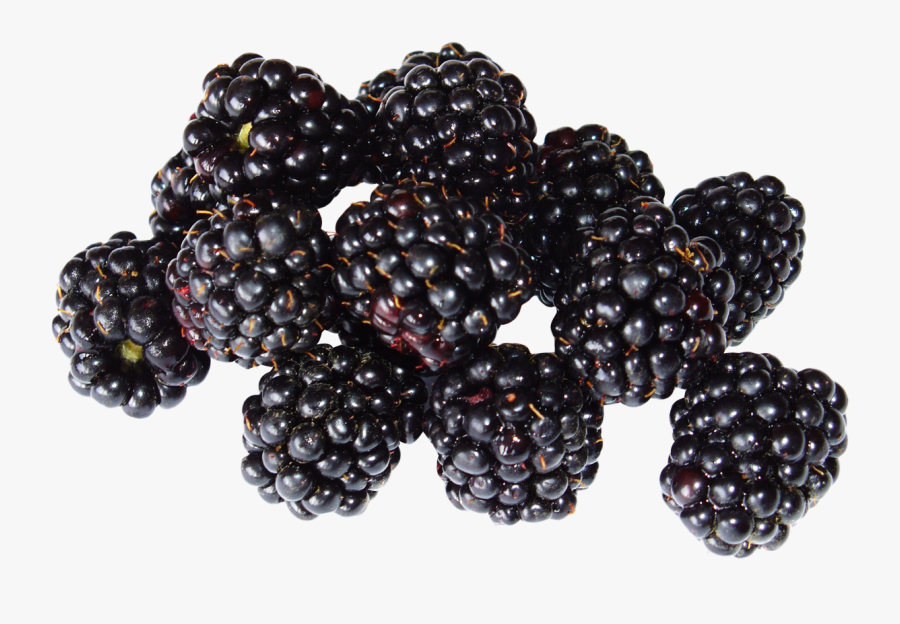 blackberry png black raspberry png free transparent clipart clipartkey blackberry png black raspberry png