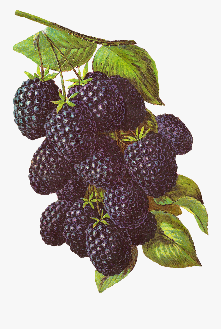 Clip Art Antique Images Printable Fruit - Printable Blackberry, Transparent Clipart