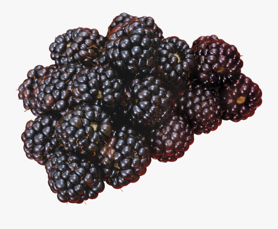 26588 - Blackberry No Background, Transparent Clipart