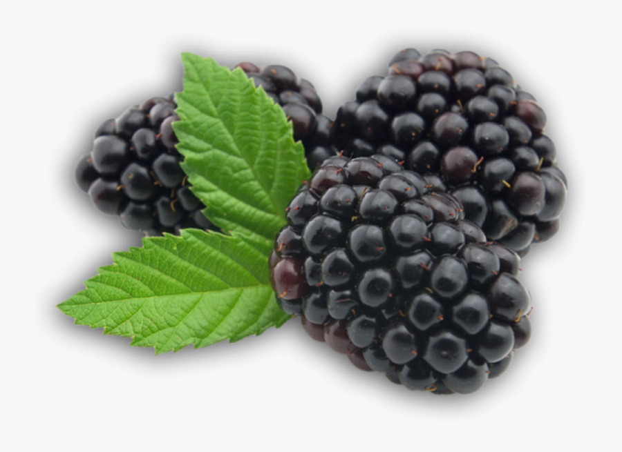 Blackberry Fruit Png Picture - Blackberry Fruit Transparent Background, Transparent Clipart