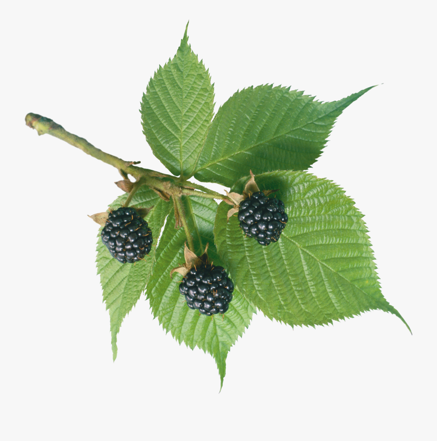 Mulberry Tree Transparent Background, Transparent Clipart