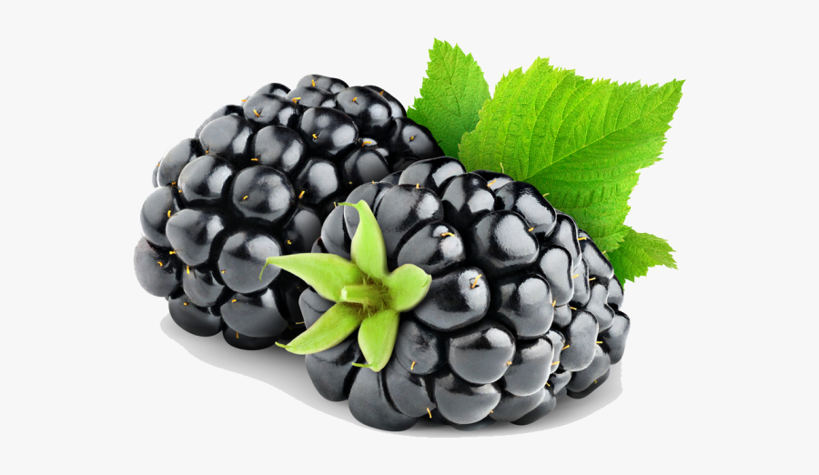 Rubus - Vector Of Blackberry Png, Transparent Clipart