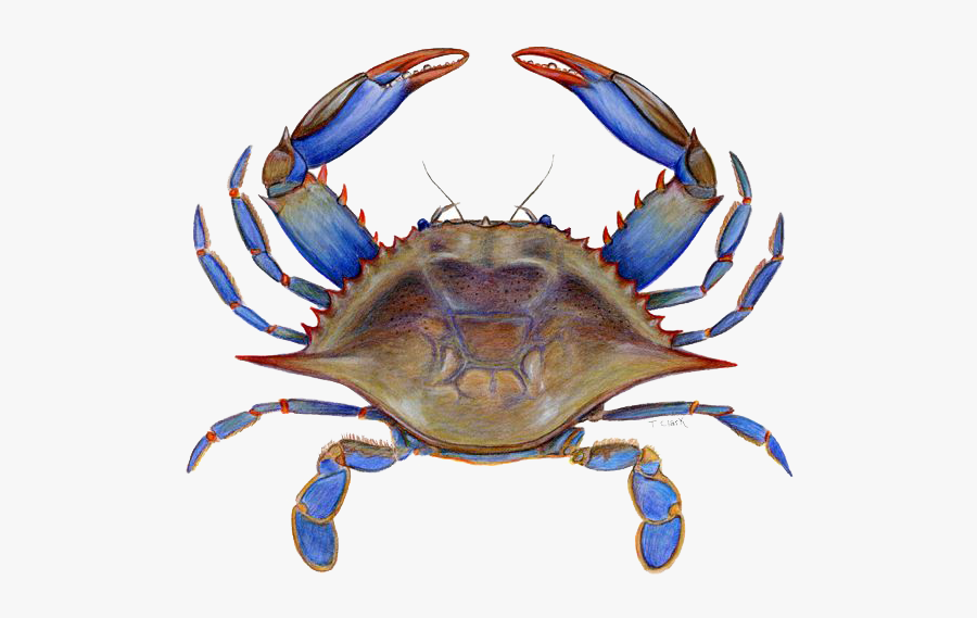 Crab Png Picture - Maryland Blue Crab Clipart, Transparent Clipart