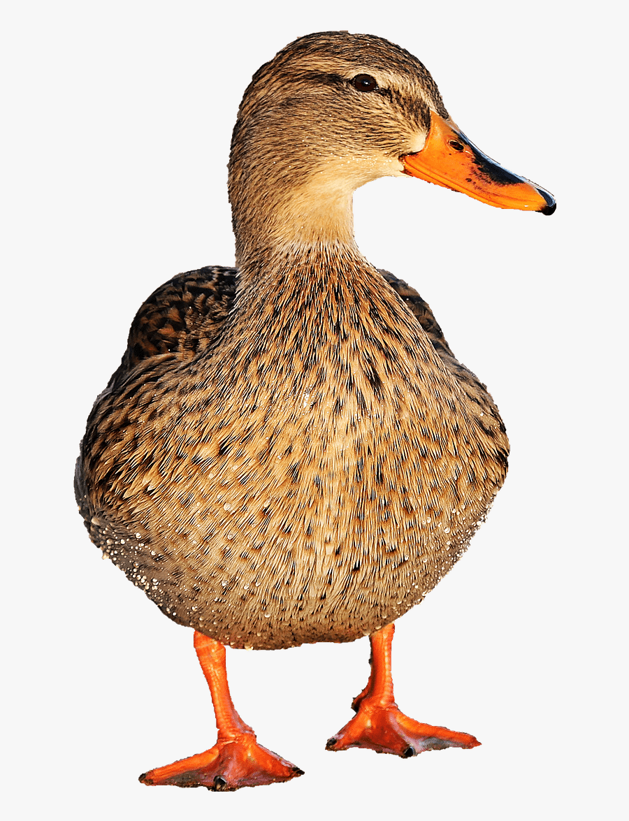 Duck Female - Transparent Duck Png, Transparent Clipart