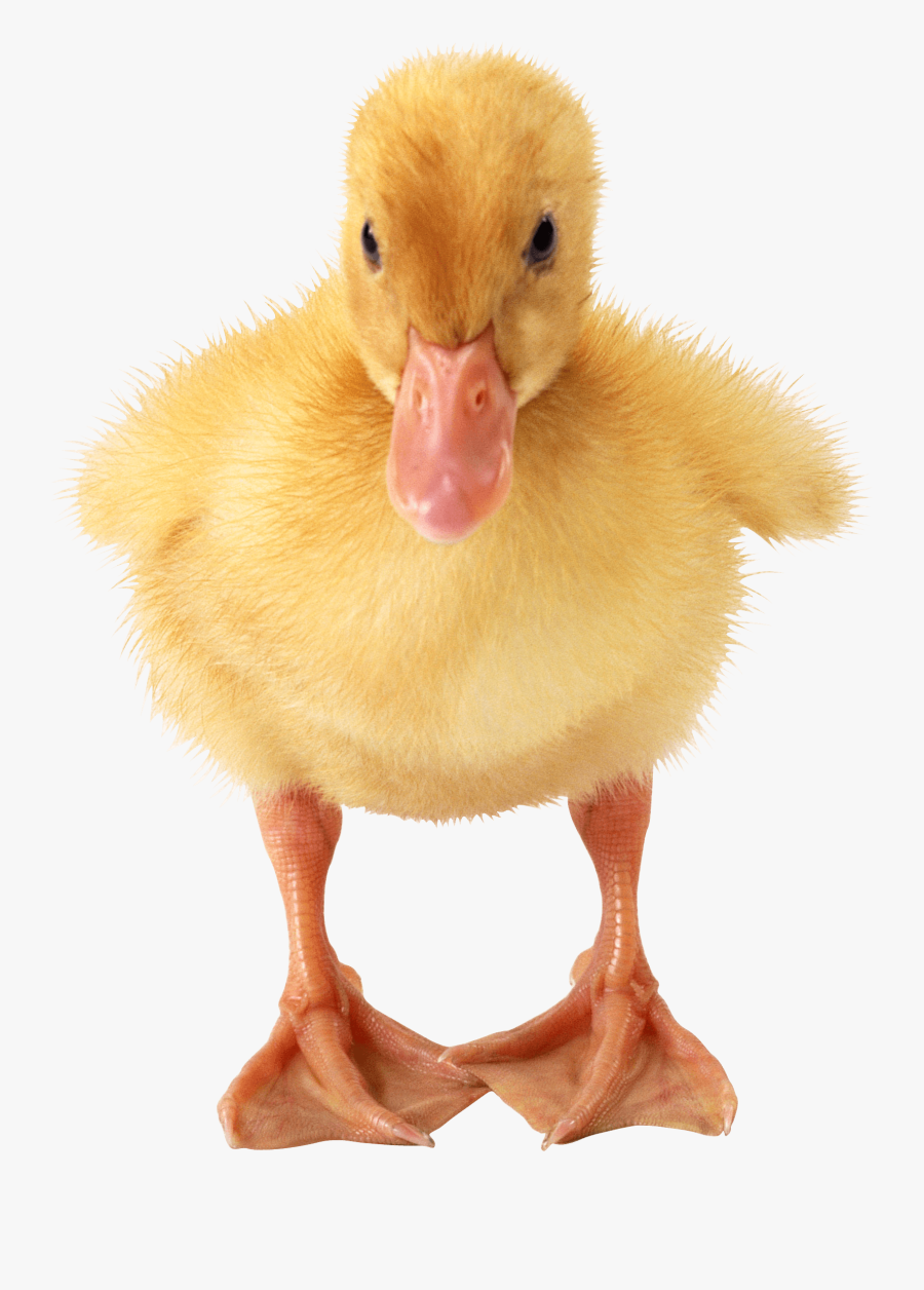 Baby Duck - Duck, Transparent Clipart