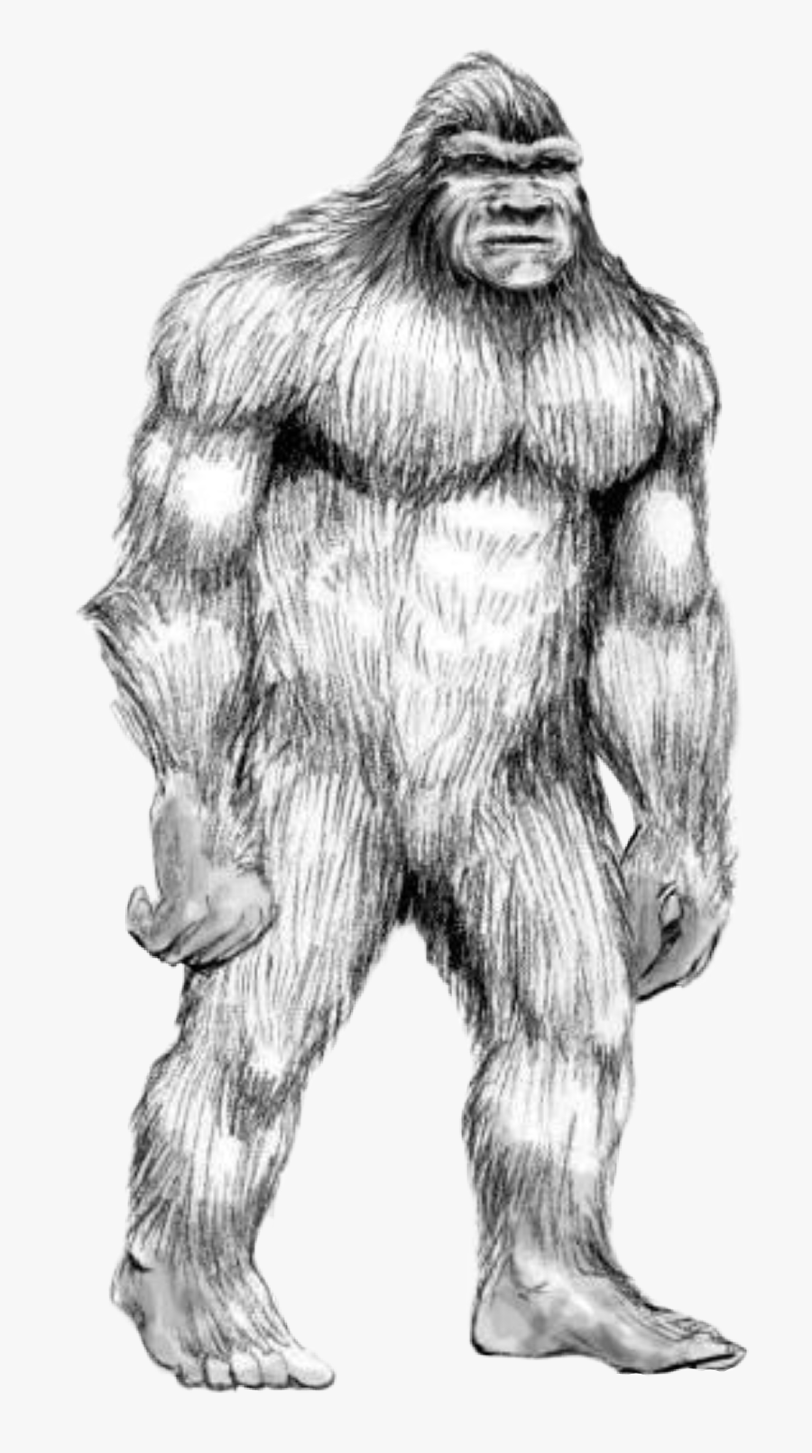 #handdrawn #sasquatch #bigfoot #wildman #booger #yowie - Drawing Of Big Foot, Transparent Clipart