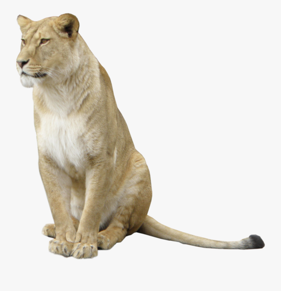 Transparent Background Lioness Png, Transparent Clipart