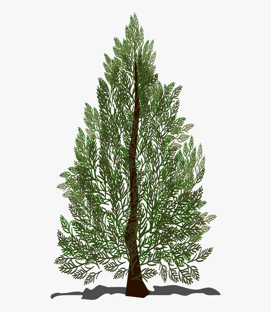 Fir,pine Family,plant - Post Oak, Transparent Clipart