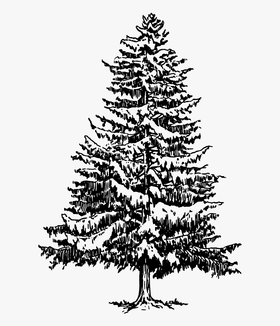 Fir,pine Family,christmas Decoration - Pine Tree Images Black And White, Transparent Clipart