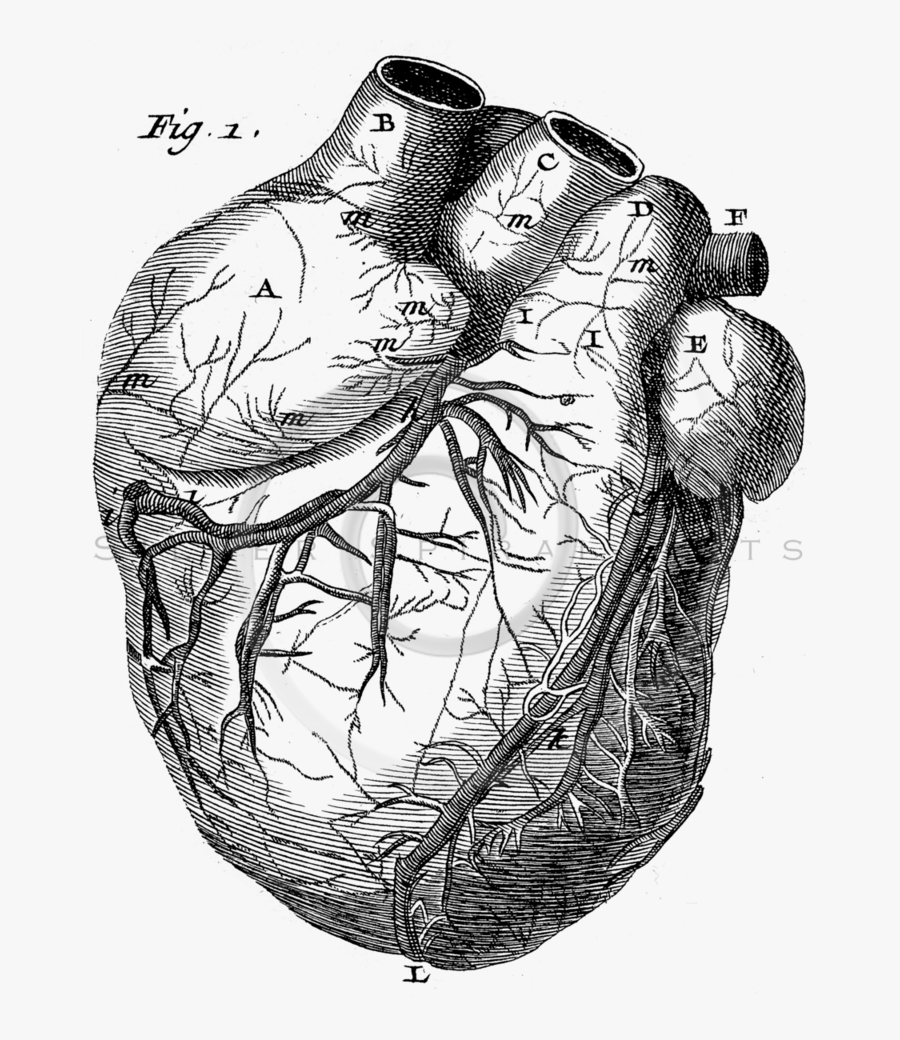 Сердце рисунок анатомия. Сердце анатомия. Сердце гравюра. Сердце человека анатомия.