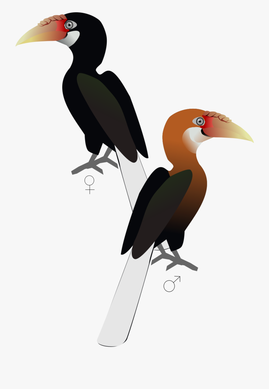 Narcondam Hornbill, Transparent Clipart