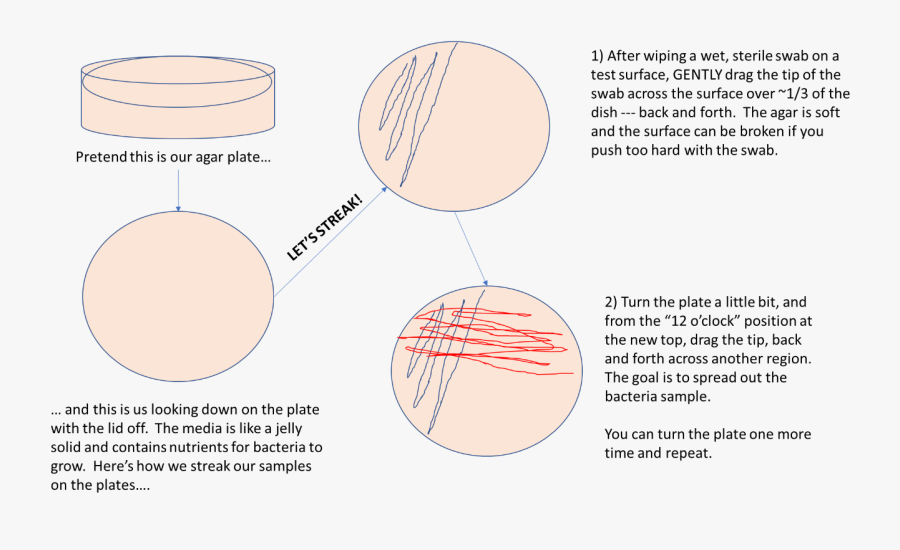 How To Streak Bacterial Plates - Swabbing An Agar Plate, Transparent Clipart