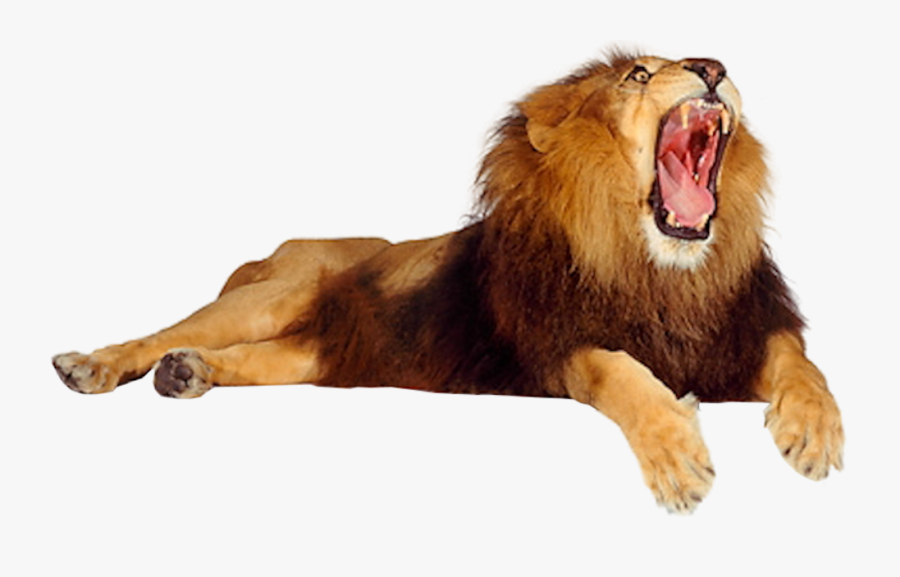 Clip Art Lion Growling - Male Lion Opening Mouth, Transparent Clipart