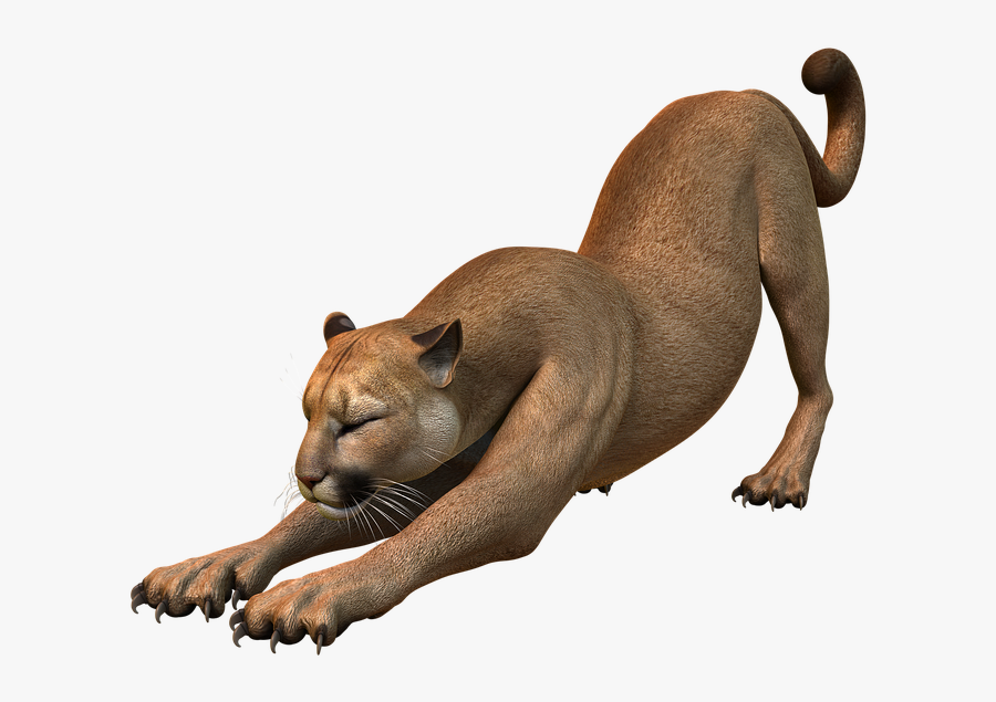 Crouching Free On - Puma Animal Png, Transparent Clipart