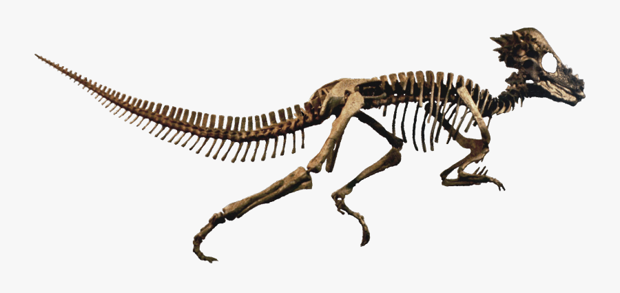 Dinosaur Fossils In Ground Png & Transparent Images - Dinosaur Fossils Png, Transparent Clipart