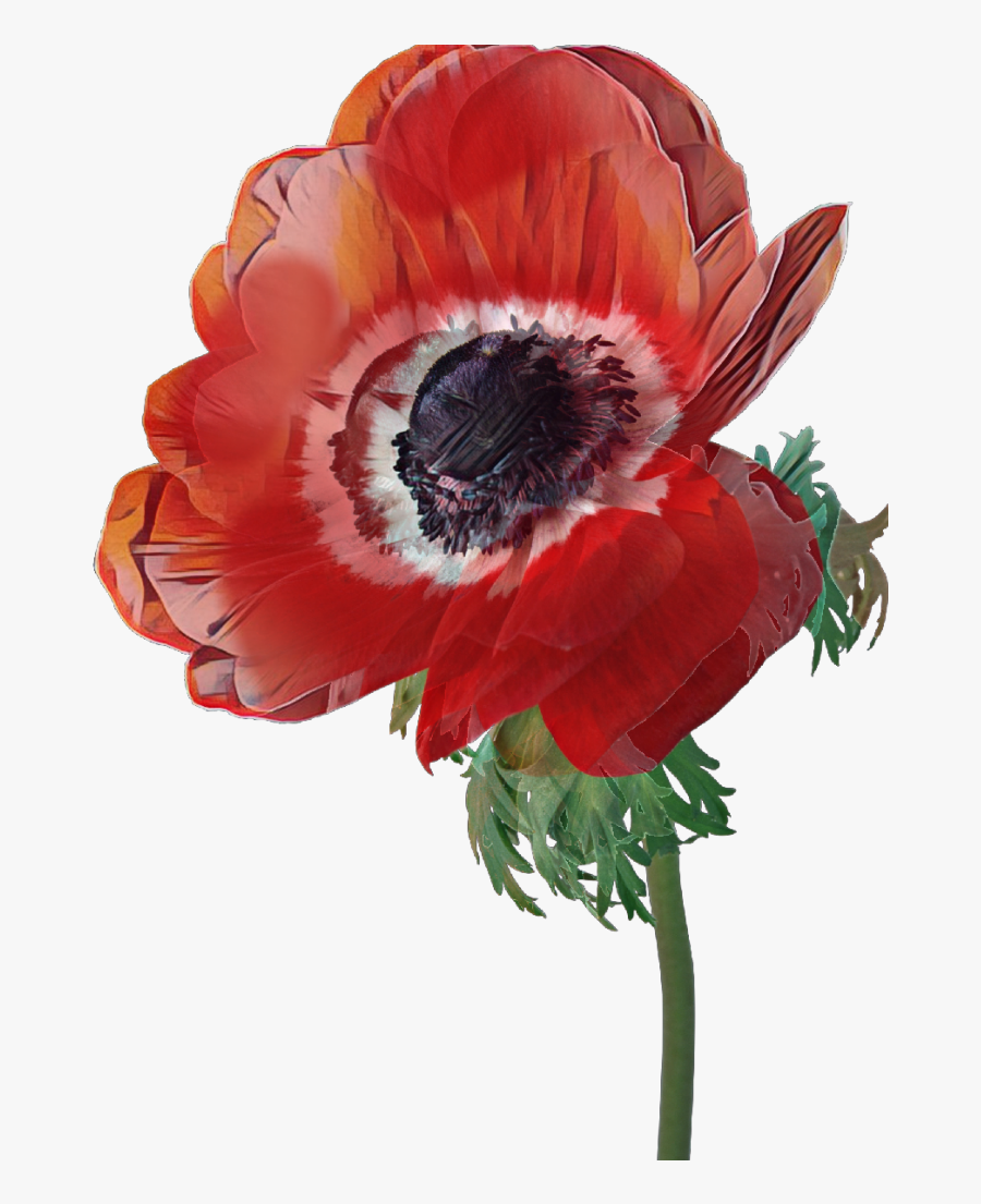 #poppy #flower #red - Poppy, Transparent Clipart