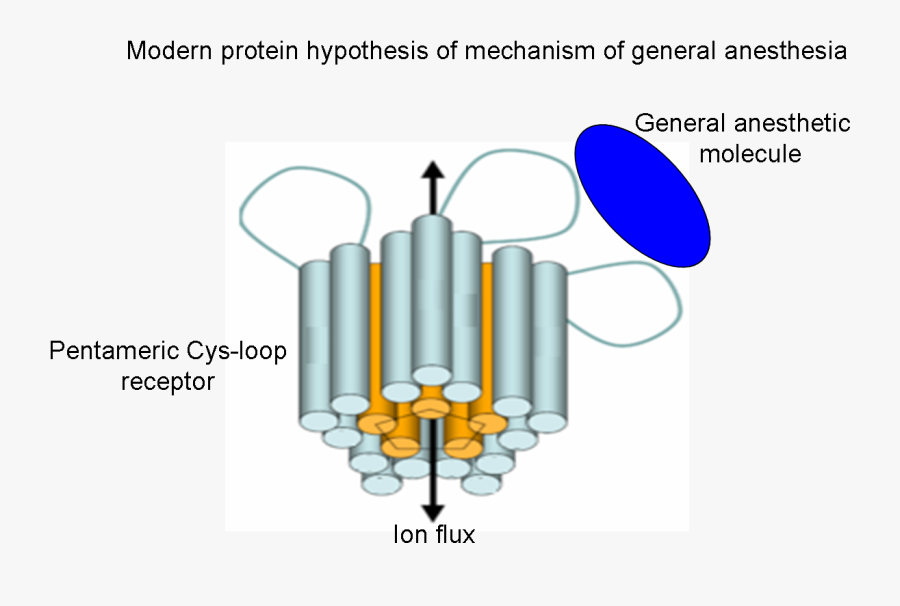 Hypothesis - Pictures - Modern Mechanism Of General Anesthesia, Transparent Clipart