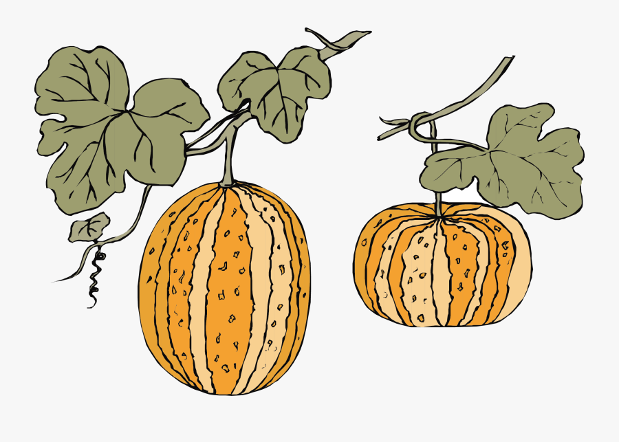 Transparent Pumpkin Vine Png - Pumpkin, Transparent Clipart