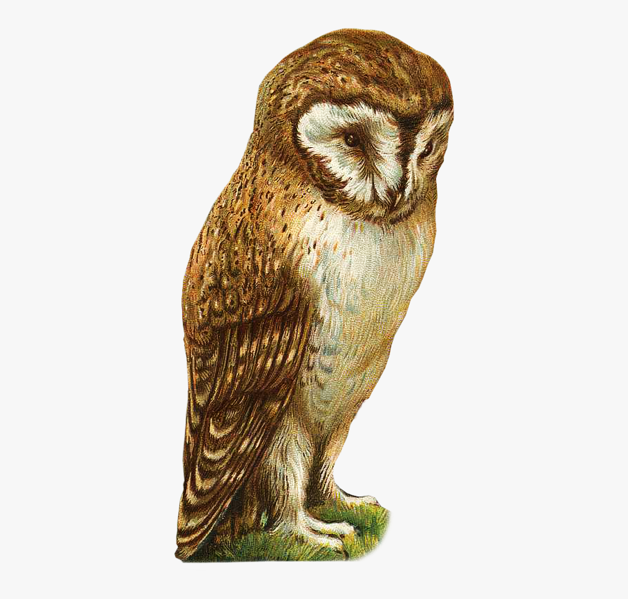 Cute Owl Clipart - Owl, Transparent Clipart
