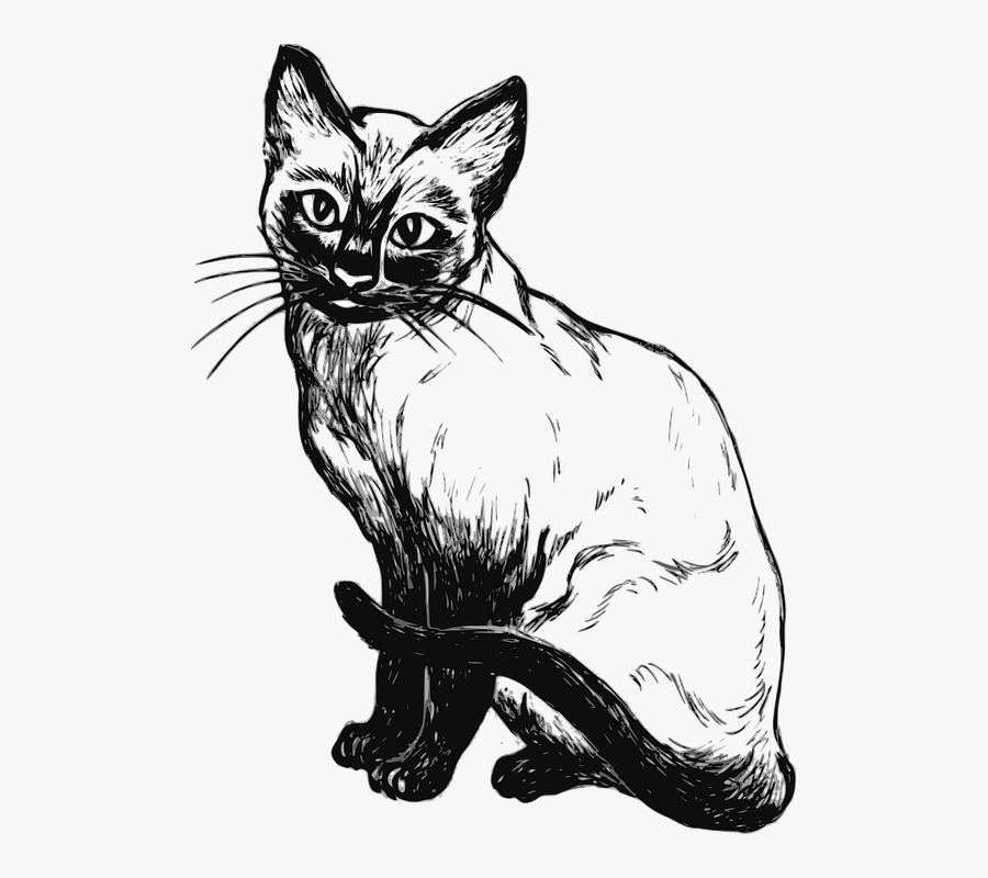 siamese cat vector clipart  siamese cat coloring page