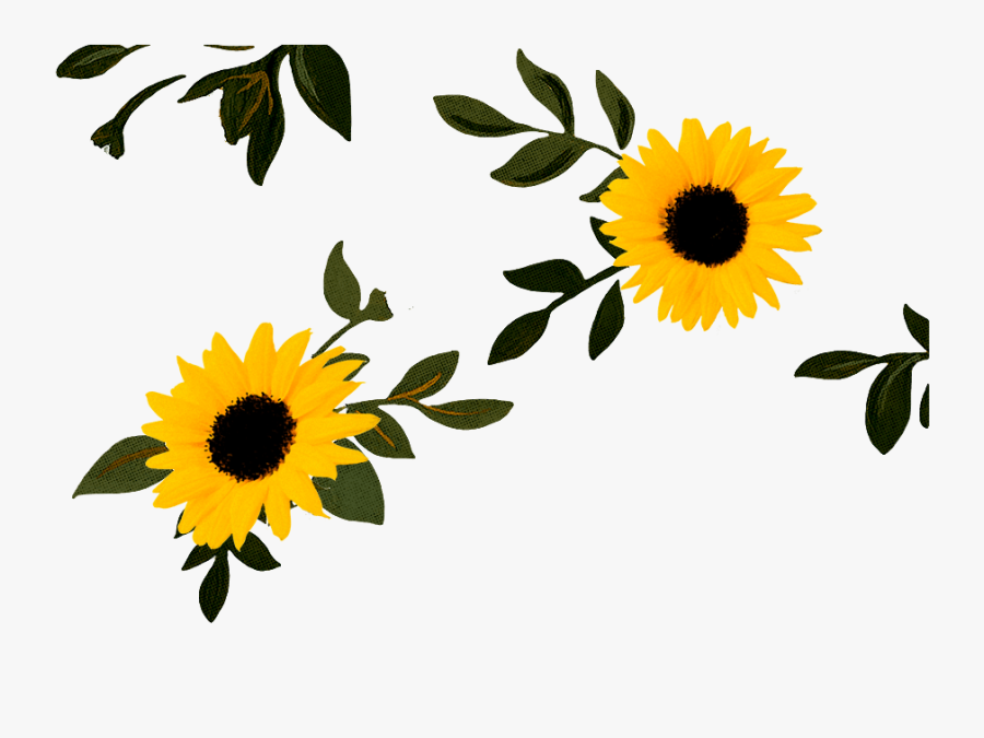 Sunflower Lounge Cafe Mosman Clipart , Png Download - Sunflower, Transparent Clipart