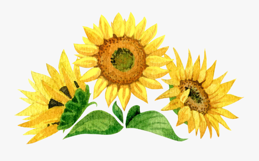 Sunflower Hand Painted Watercolor Set, Transparent Clipart