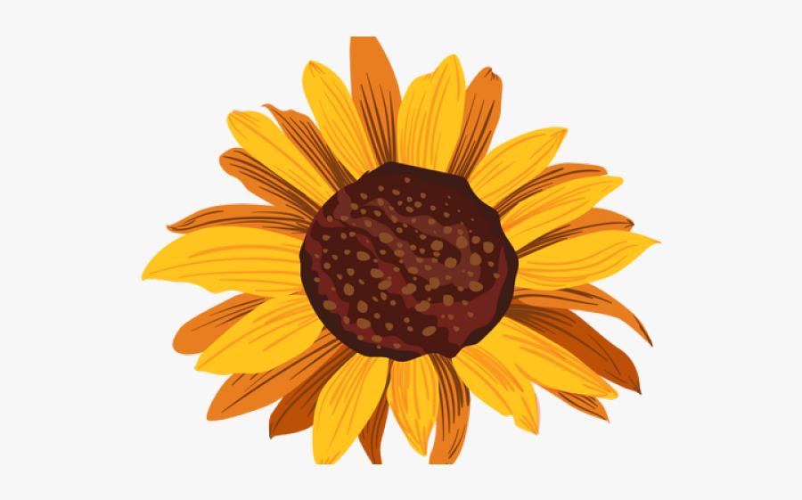 Drawing Sunflower Transparent, Transparent Clipart