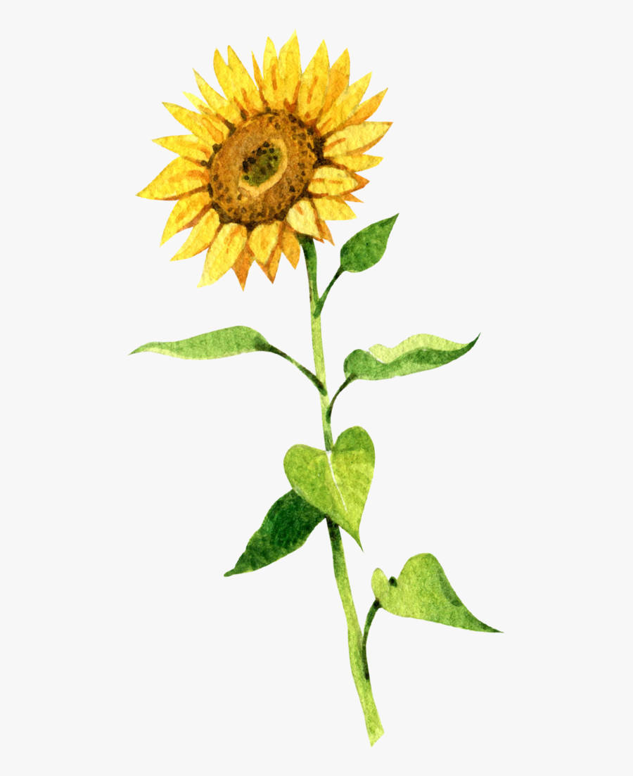 Sunflower, Transparent Clipart