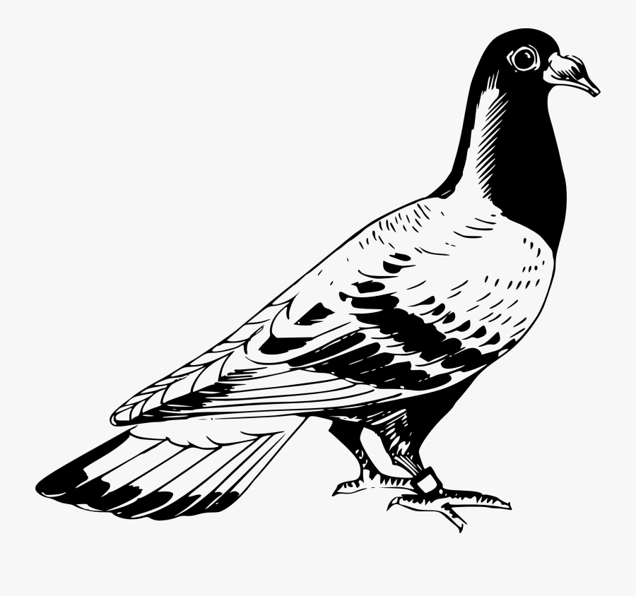 Pigeon Drawing Outline - Pigeon Clipart Black And White, Transparent Clipart