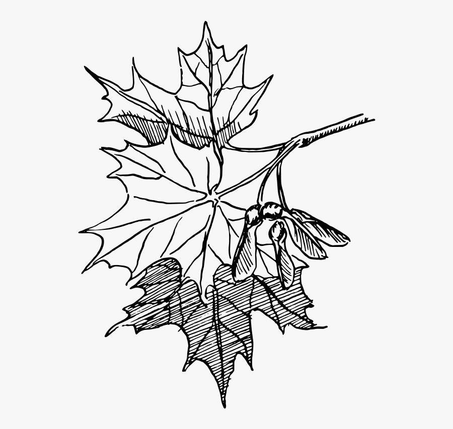 Free Sugar Maple - Maple Leaf Line Art, Transparent Clipart