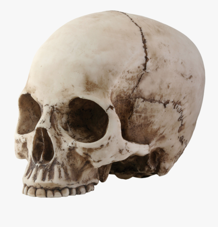 Skeleton Head Png - Skull With No Jaw, Transparent Clipart