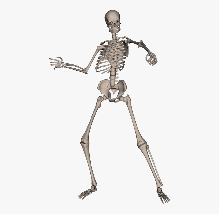 Skeleton, Skull Png Image - Skeletons Png, Transparent Clipart