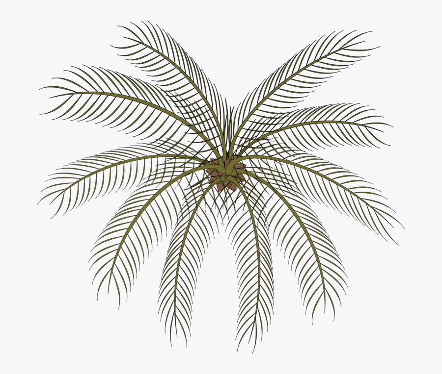 Plant,leaf,symmetry - Palm Small Top View Png, Transparent Clipart