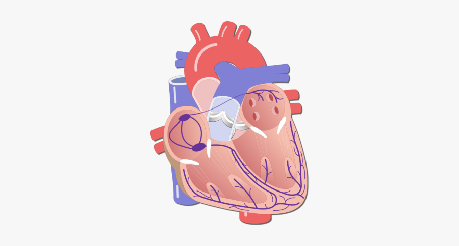 The Electrical Conduction System - Animated Pic Of The Av Node As Pacer Of The Heart, Transparent Clipart
