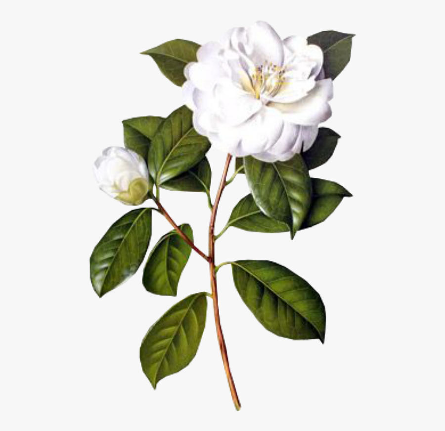 Transparent Gardenia Clipart - Camellia Flower Drawing Botanical , Free