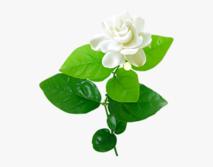 Download Transparent Clipart Image Jasmine Flower With Leaves ...