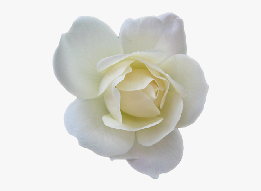 Transparent White Rose Png, Transparent Clipart