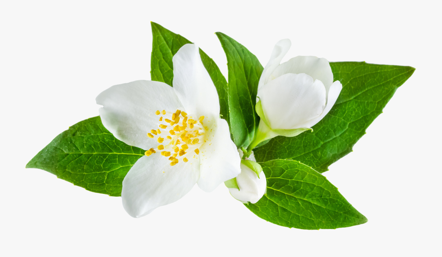 Jasmine Flower Png Images Free Download - Jasmine Flower Vector , Free