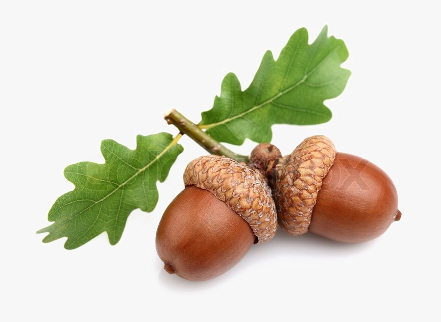 Acorn - Oak Acorn, Transparent Clipart