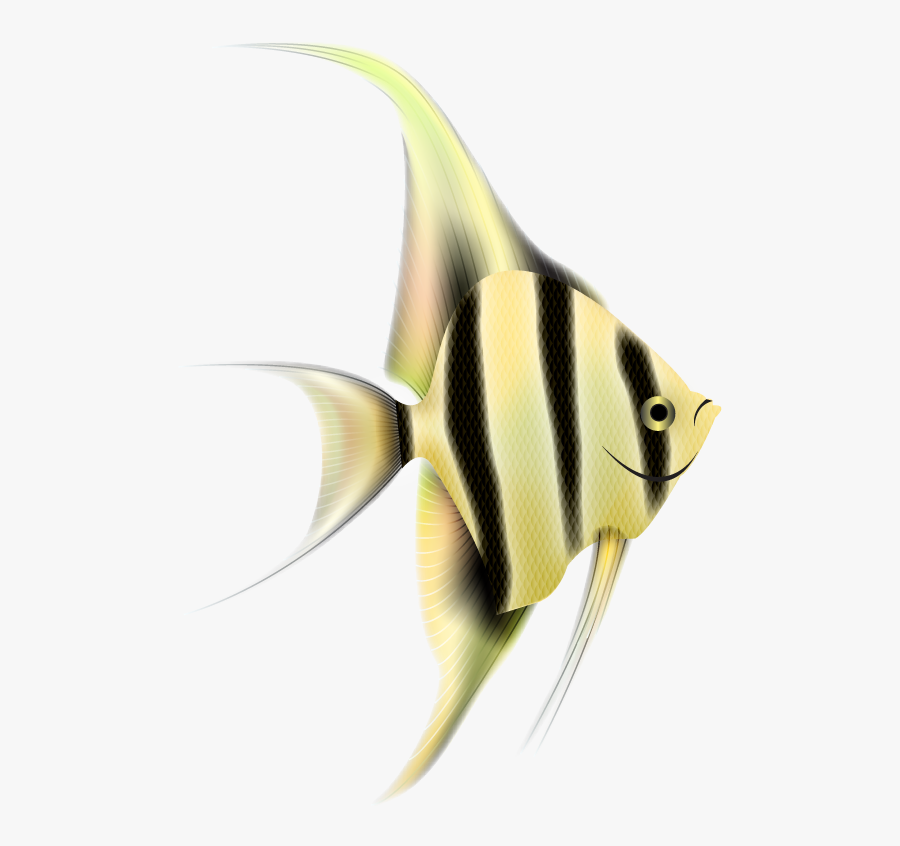 angelfish png clipart angel fish png free transparent clipart clipartkey angelfish png clipart angel fish png