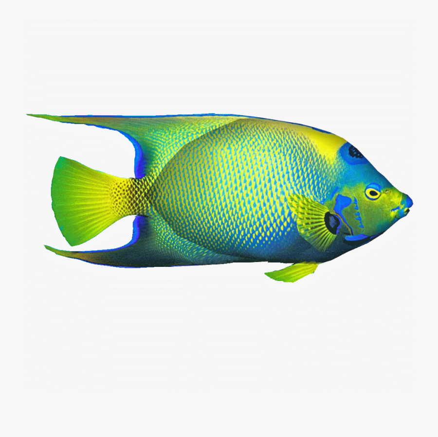 Transparent Coral Reef Fish Clipart - Coral Reef Fish, Transparent Clipart