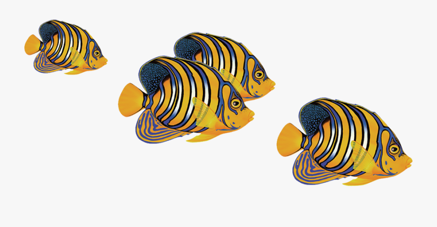 Porc-rf8 Regal Angelfish Group Copy - Regal Angel Fish Clipart, Transparent Clipart