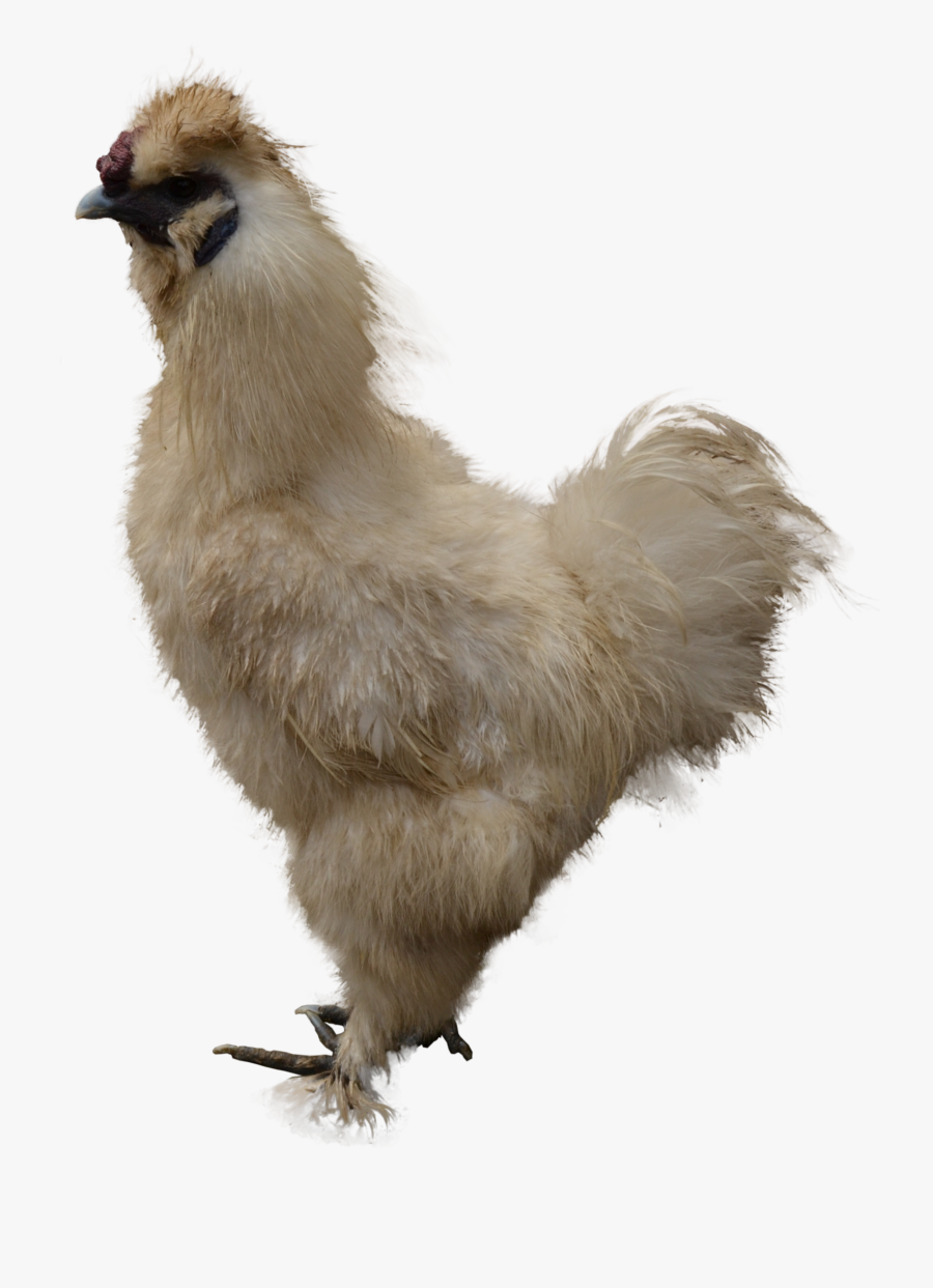 Grab And Download Chicken Png, Transparent Clipart