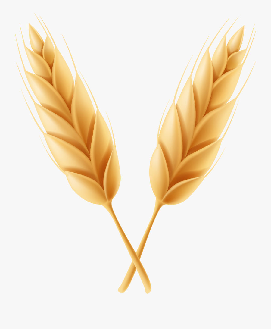 Wheat Clipart Feather High Resolution Frames Illustrations, Transparent Clipart