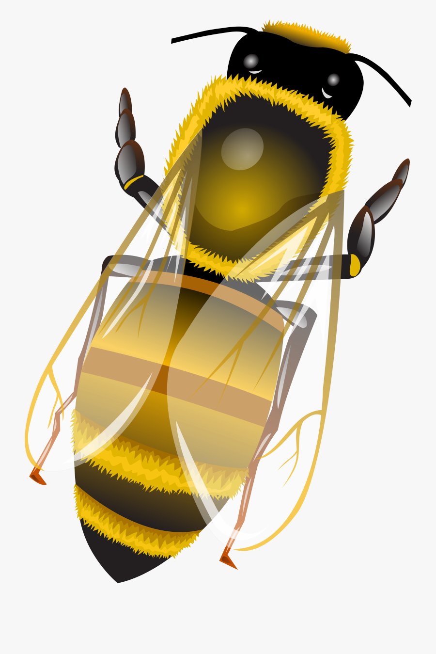 Bee Png Clip Art - Illustration, Transparent Clipart