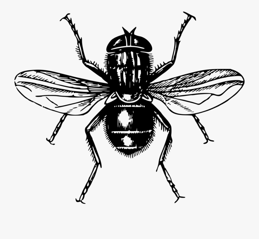 Fly,line Art,honey Bee - Lord Of The Flies Png, Transparent Clipart